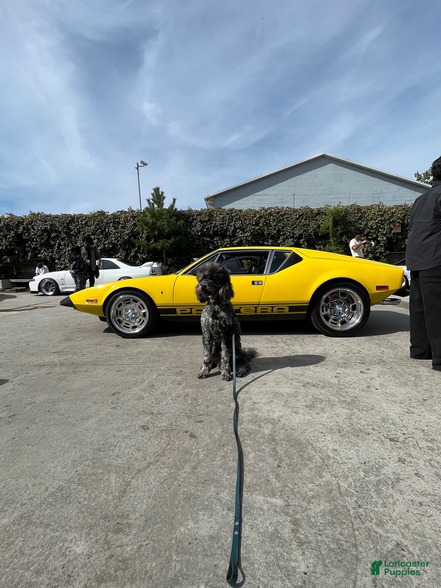 Goldendoodle dogs Bleu Merle Stud - Ad 1