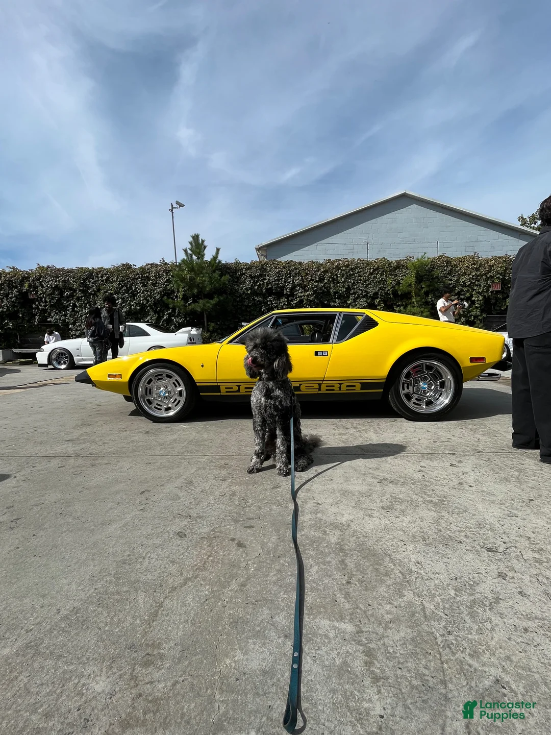 Goldendoodle dogs for stud: Bleu Merle Stud - Ad 1