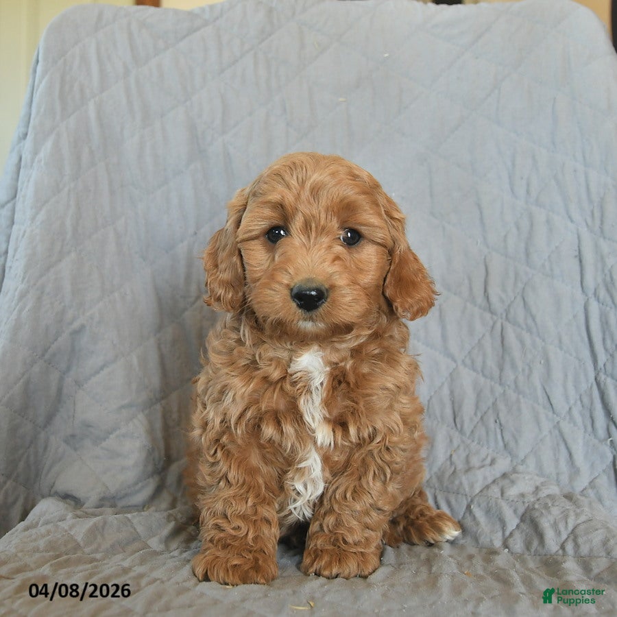 Mini Goldendoodle dogs Kimber  - Ad 2