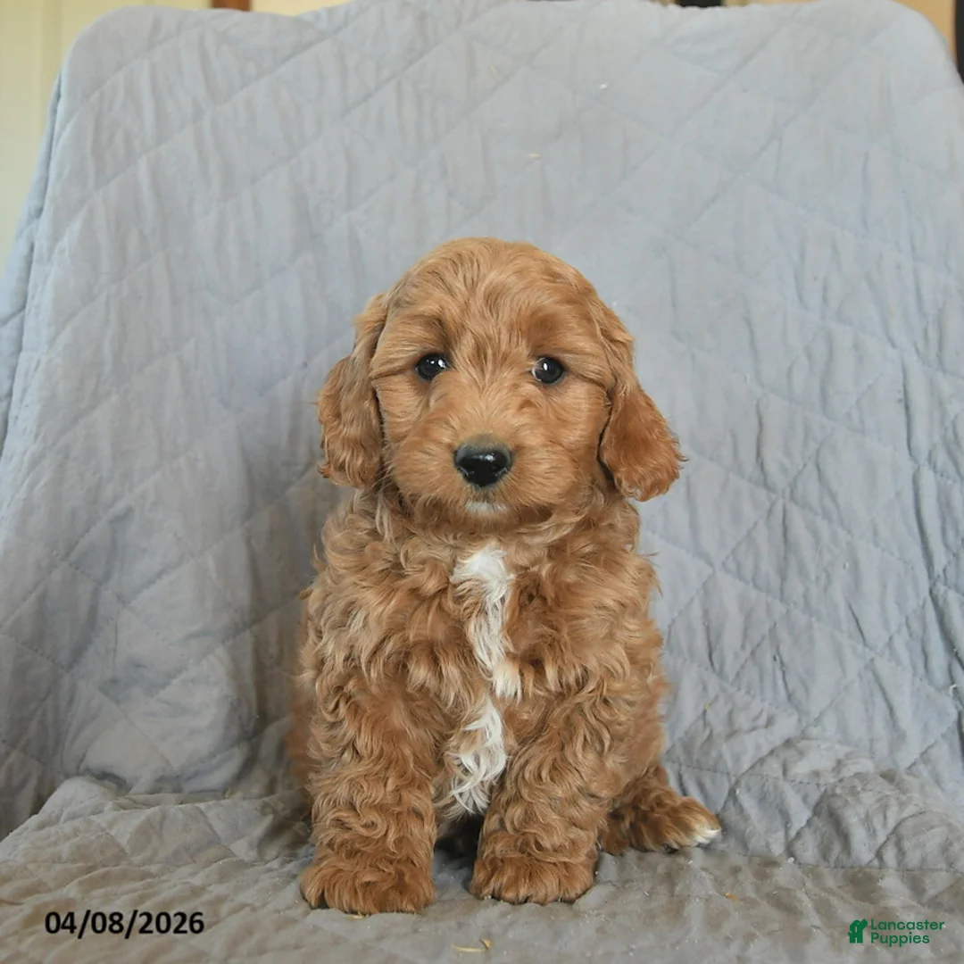 Mini Goldendoodle dogs for sale: Kimber  - Ad 2
