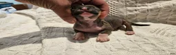 Mixed Breed dogs for sale: Dumping  - Ad 3