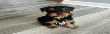 Yorkshire Terrier Puppy 4