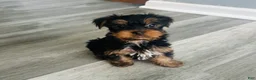 Yorkshire Terrier dogs for sale: Yorkshire Terrier Puppy 4 - Ad 1