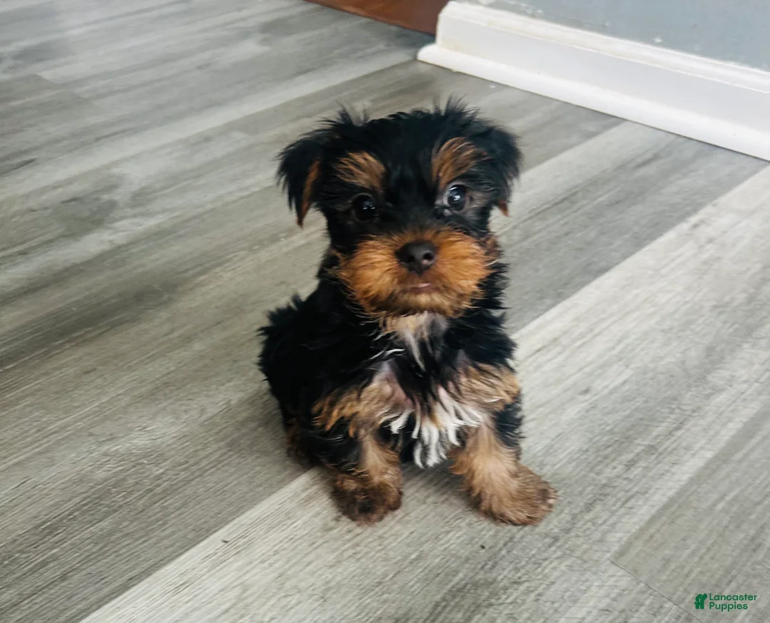 Yorkshire Terrier dogs for sale: Yorkshire Terrier Puppy 4 - Ad 1