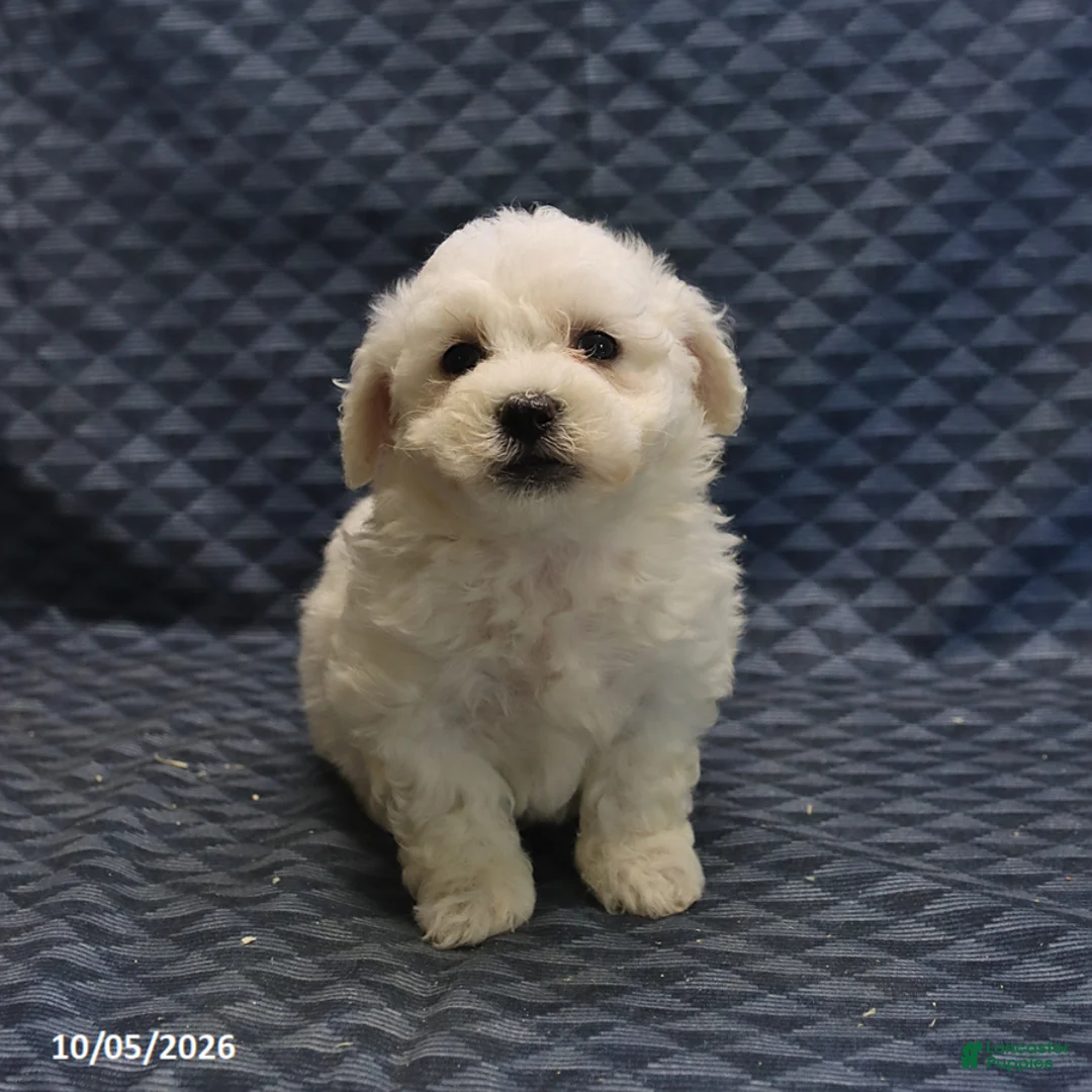 Mixed Breed dogs for sale: Tyler - Ad 5
