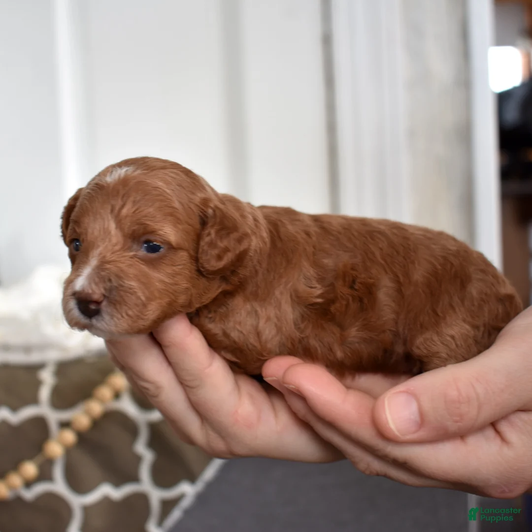 Toy Poodle dogs for sale: Petunia  - Ad 8