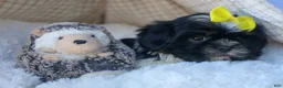 Shih Tzu dogs for sale: SASHA - Ad 4