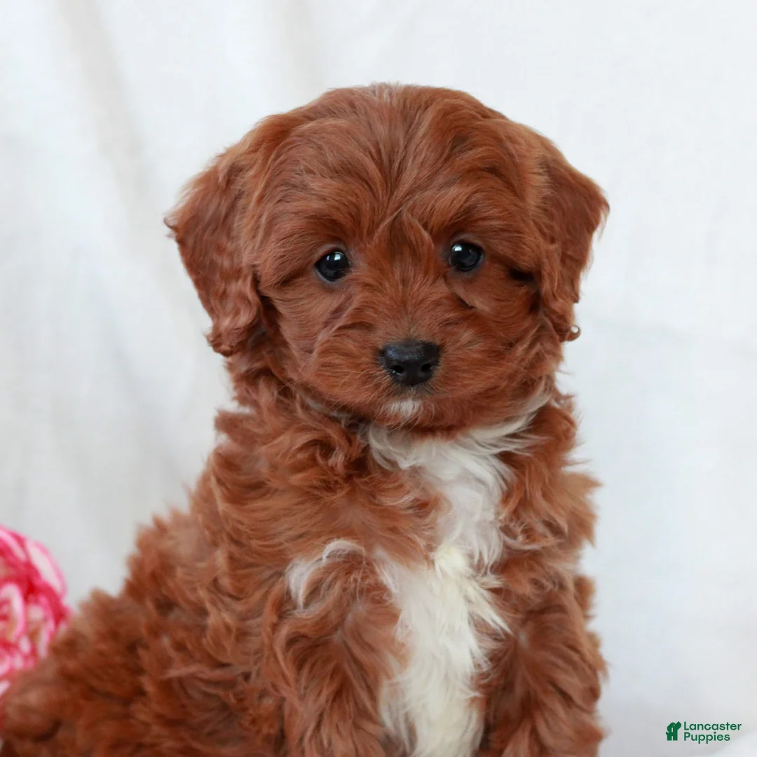 Cavapoo dogs for sale: Layla  - Ad 3