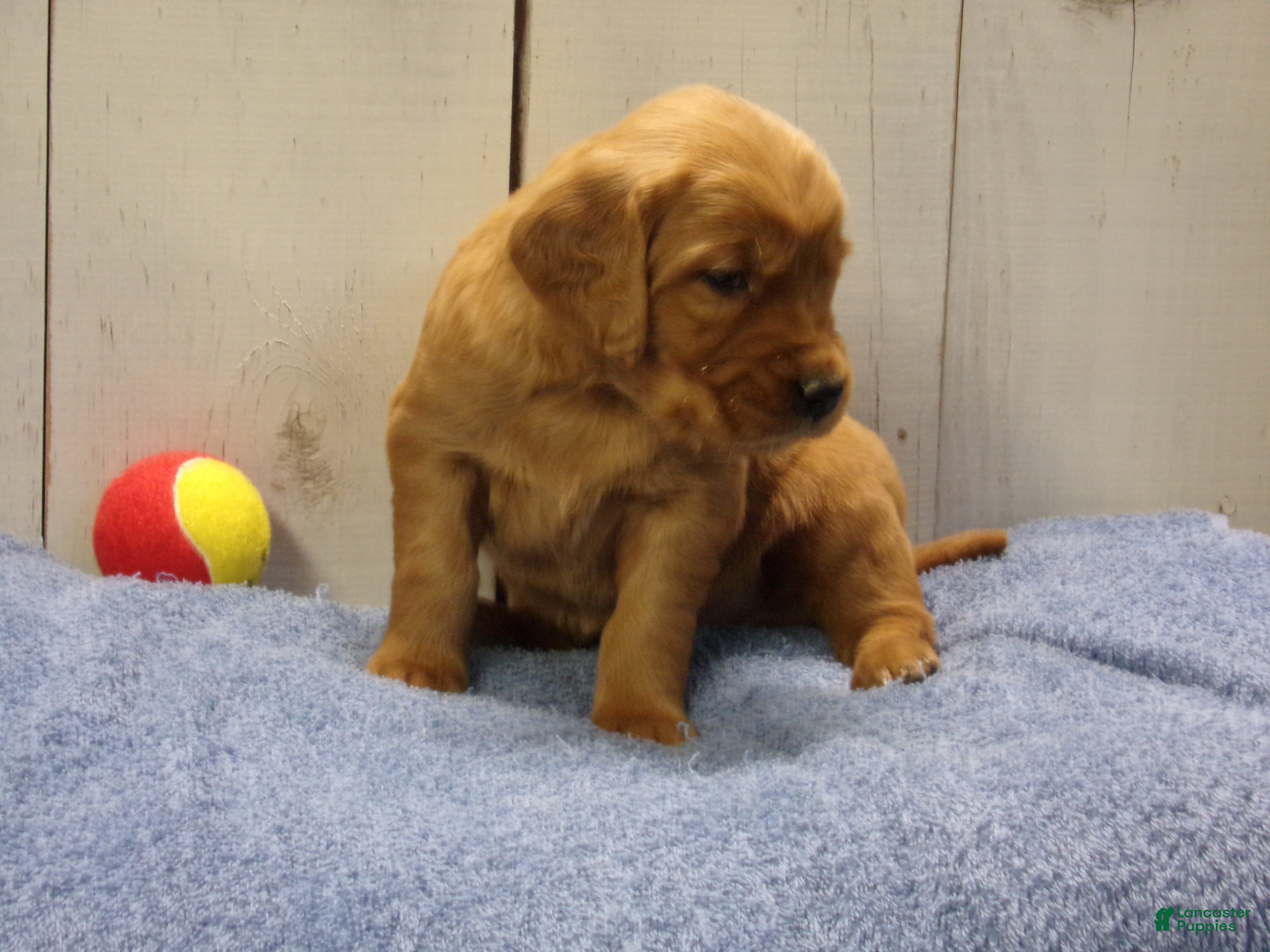 Golden Retriever dogs Orville - Ad 15