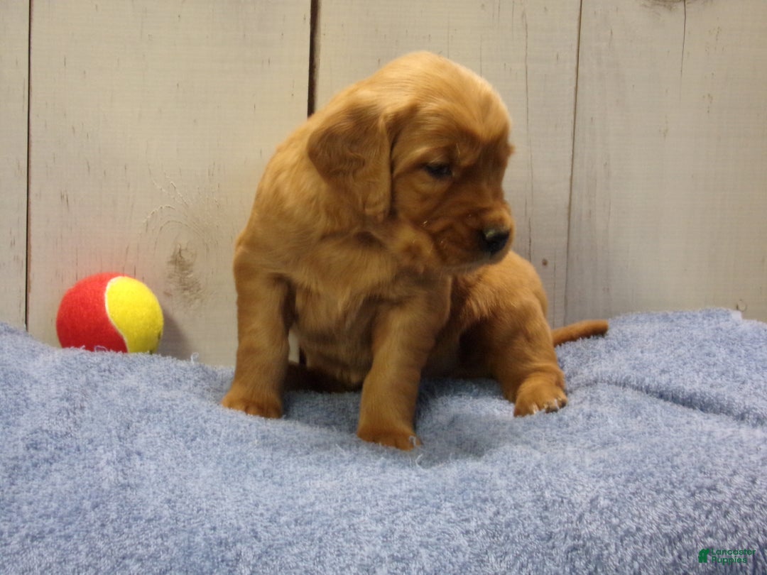 Golden Retriever dogs for sale: Orville - Ad 1