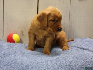 Golden Retriever dogs Orville - Ad 15