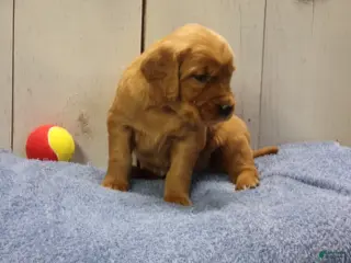 Golden Retriever dogs Orville - Ad 20