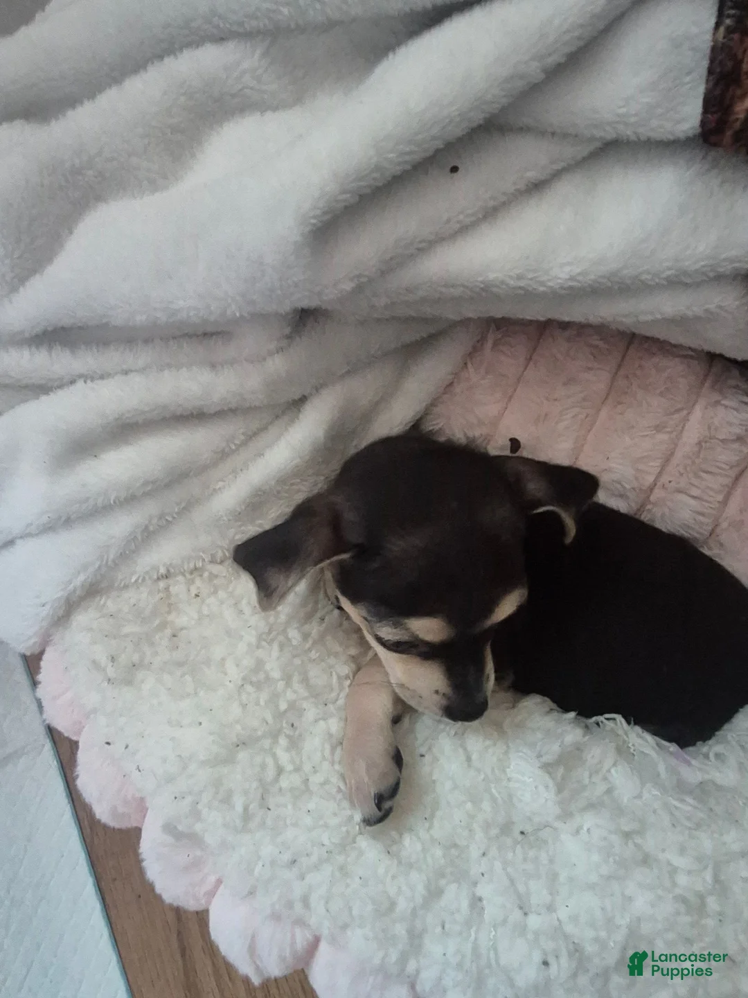 Chihuahua dogs for sale: Chihuahua 1 - Ad 3