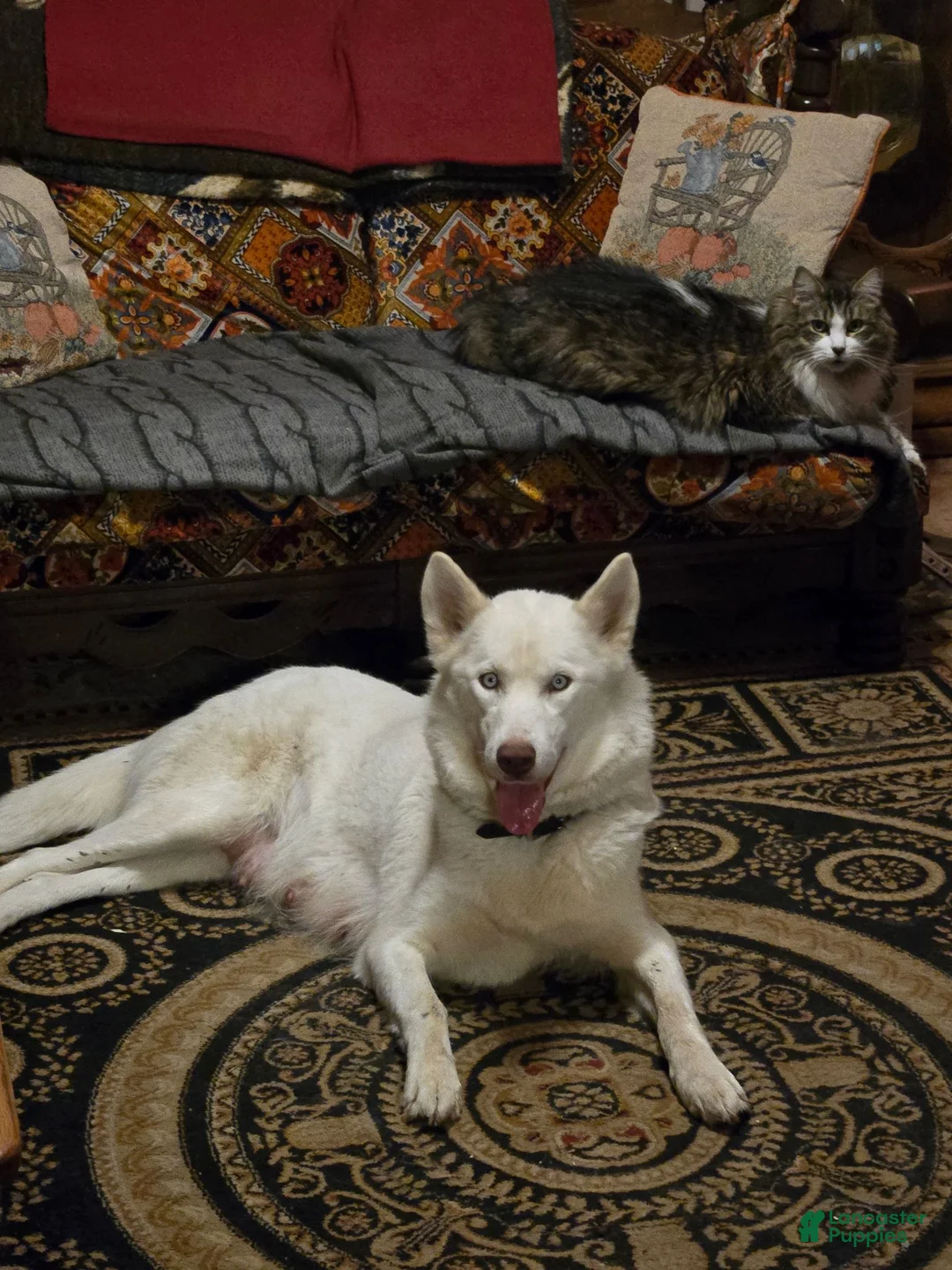 Siberian Husky dogs for sale: Petey - Ad 6