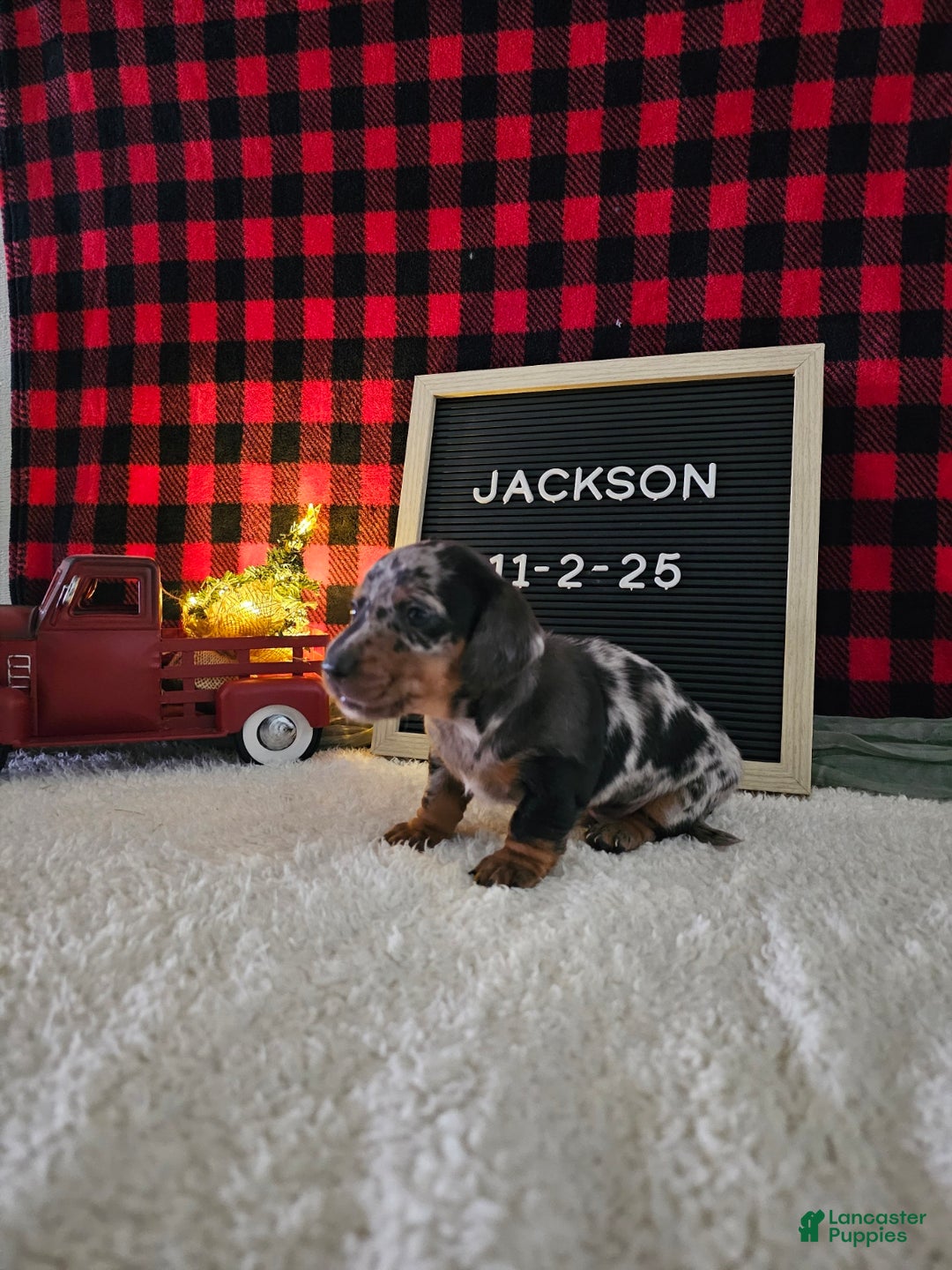 Miniature Dachshund dogs for sale: Jackson - Ad 2