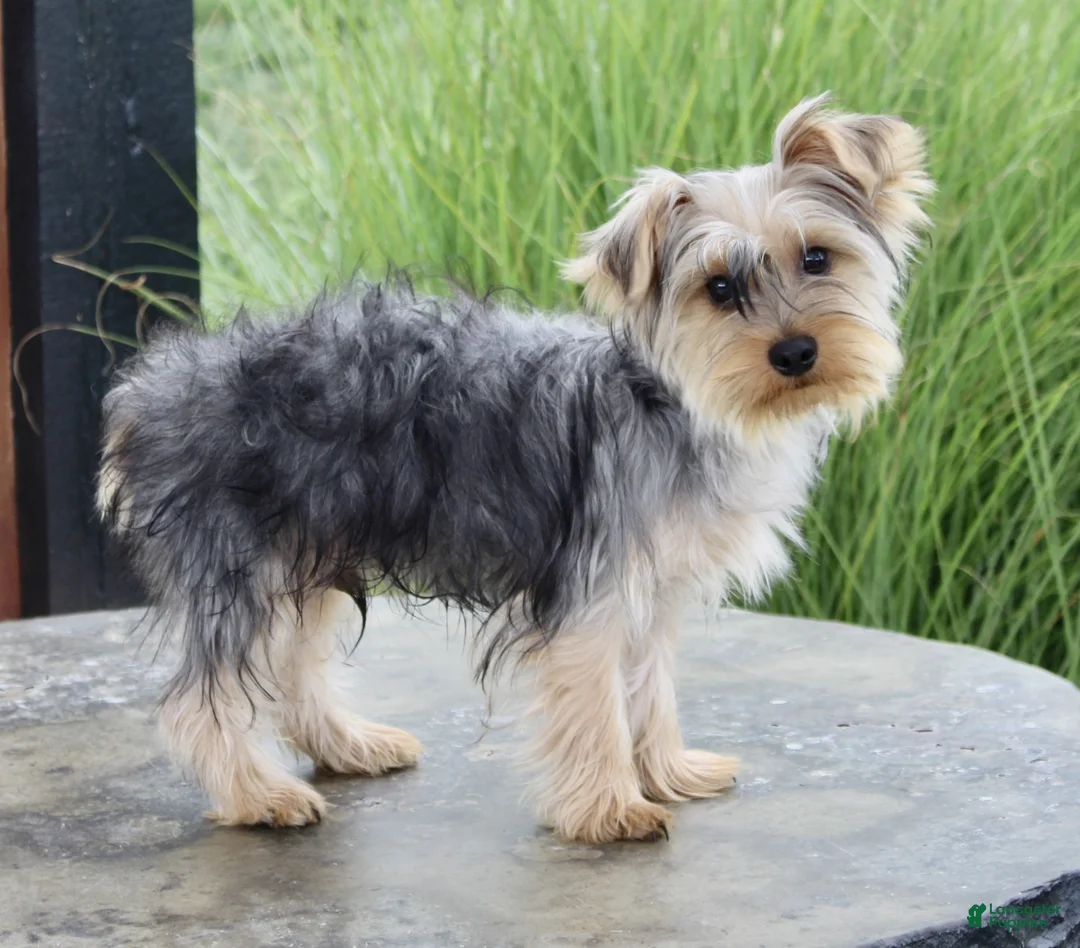 Yorkshire Terrier dogs for sale: Duke - Ad 6