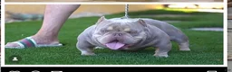 American Bully dogs for sale: Krillin - Ad 5