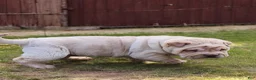 Shar Pei dogs for sale: Flurries mini  - Ad 35