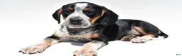 Beagle dogs for sale: Roger - Ad 2