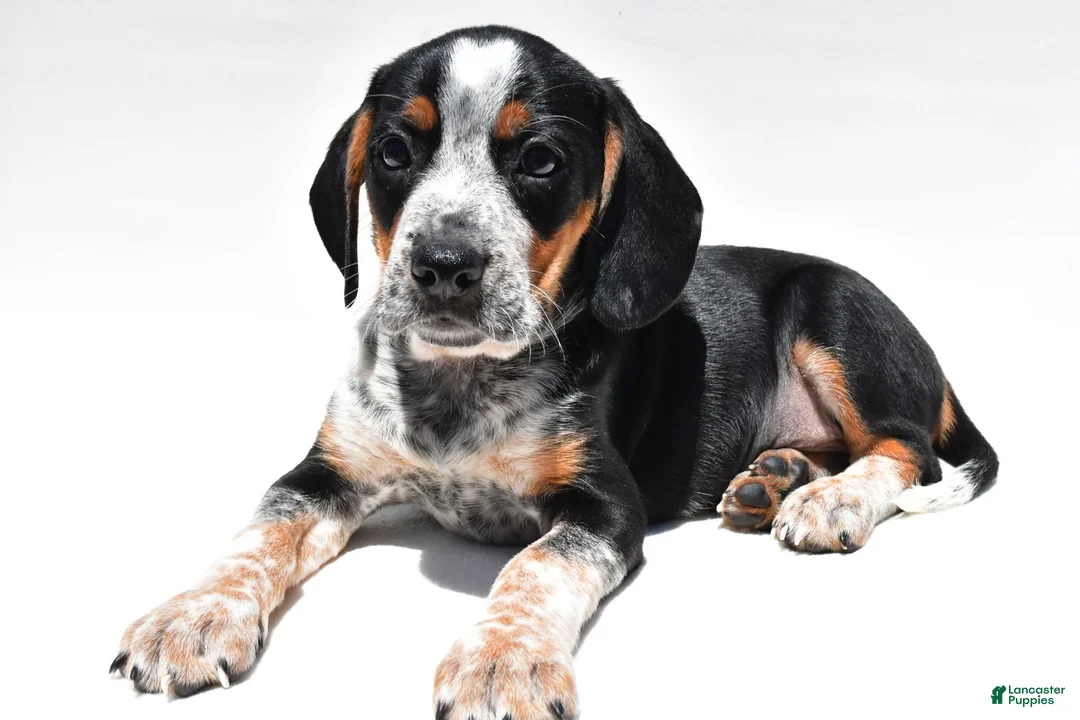 Beagle dogs for sale: Roger - Ad 2