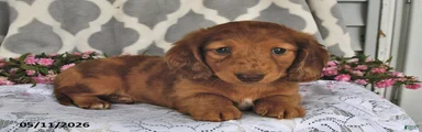 Rex
