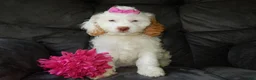 Cockapoo dogs for sale: Maci - Ad 5