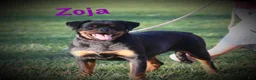 Rottweiler dogs for sale: Zoja - Ad 2