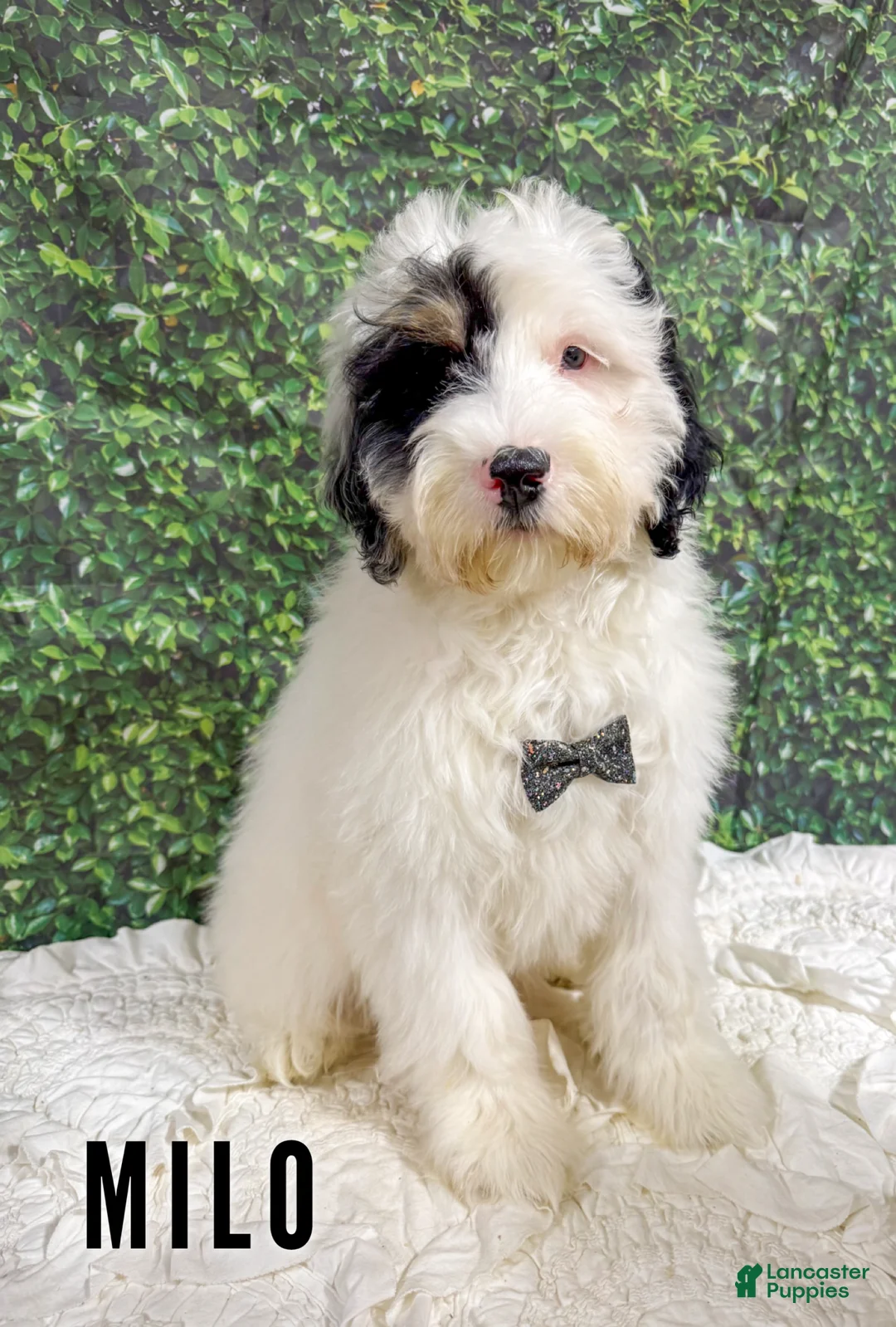 Mini Bernedoodle dogs for sale: Milo - Ad 1