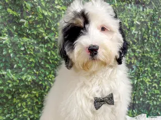 Mini Bernedoodle dogs Milo - Ad 17