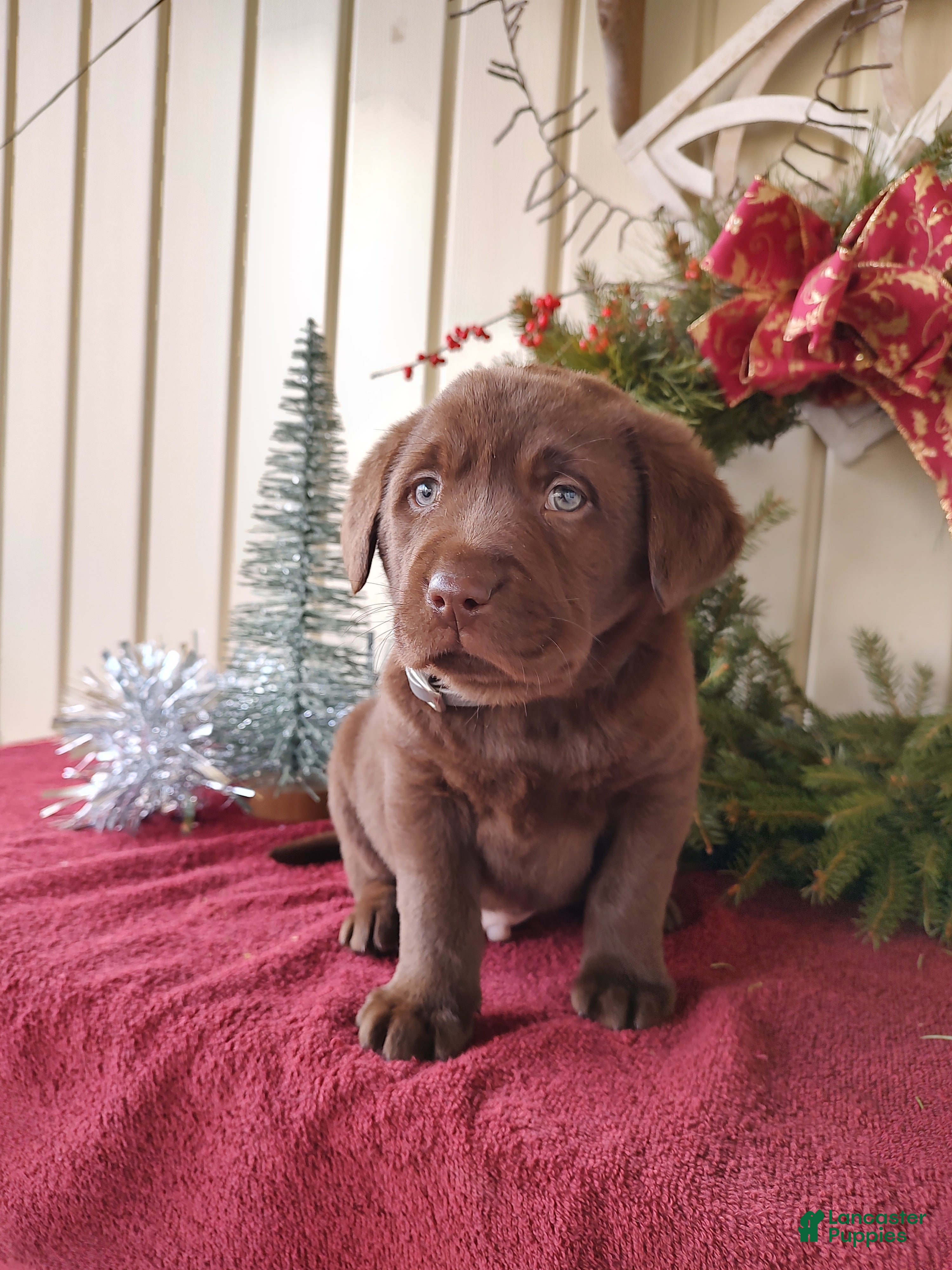 Labrador Retriever dogs Judson - Ad 6