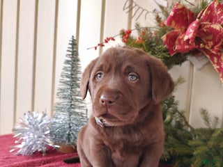 Labrador Retriever dogs Judson - Ad 6