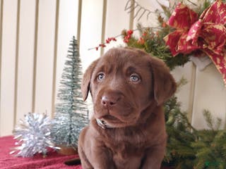 Labrador Retriever dogs Judson - Ad 34