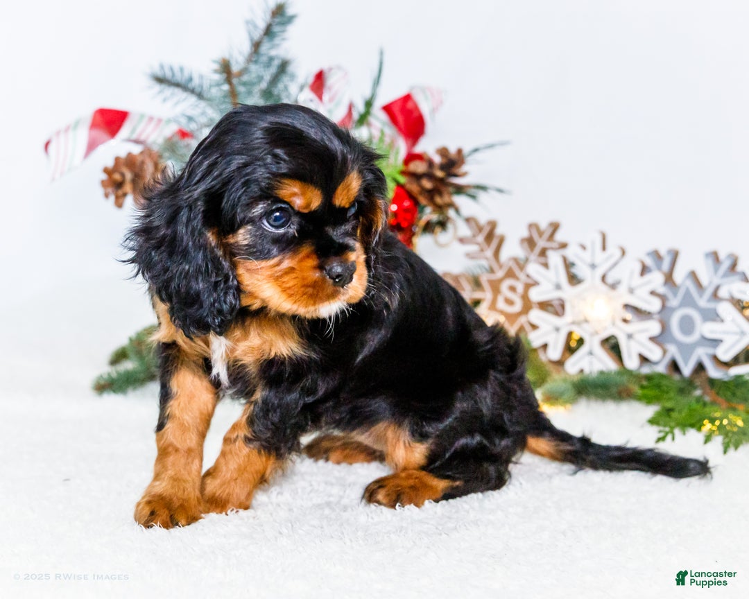Cavalier King Charles Spaniel dogs for sale: Tinsel - Ad 6