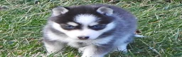 Pomsky dogs for sale: Ashley - Ad 8
