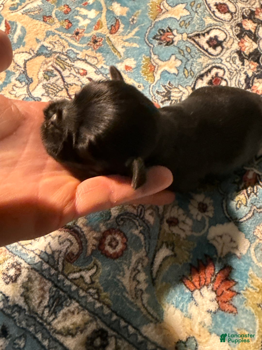 Brussels Griffon dogs for sale: Chester - Ad 2