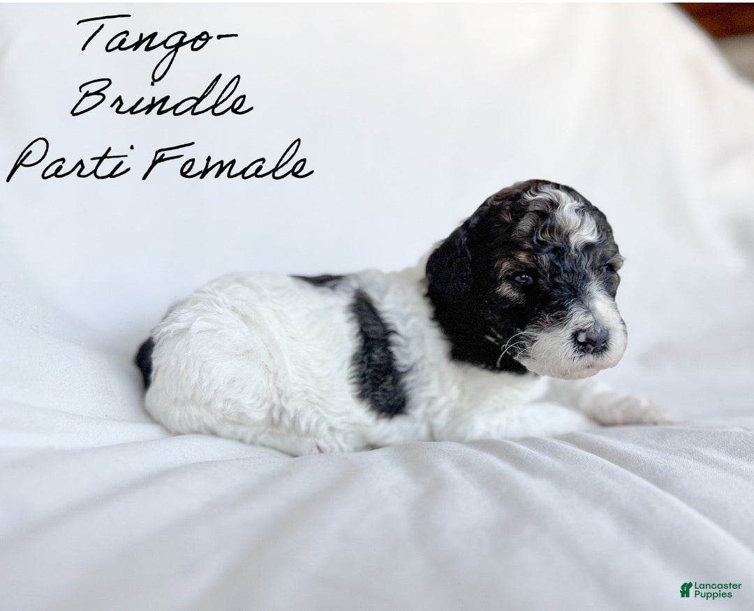Standard Poodle dogs for sale: Tango - Ad 1