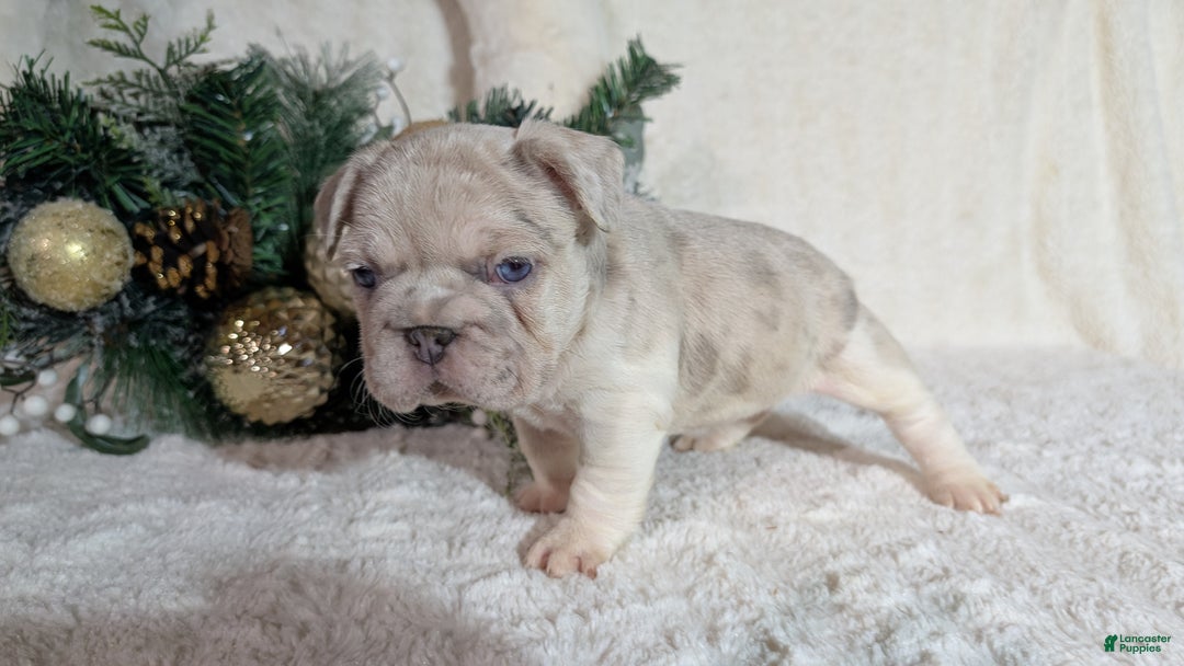 French Bulldog dogs for sale: Tiana - Ad 3