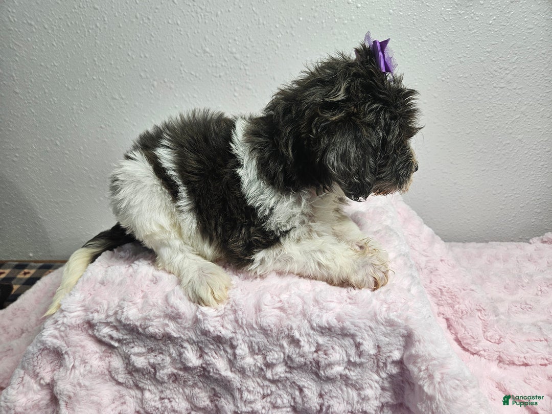 Goldendoodle dogs for sale: Kari - Ad 3