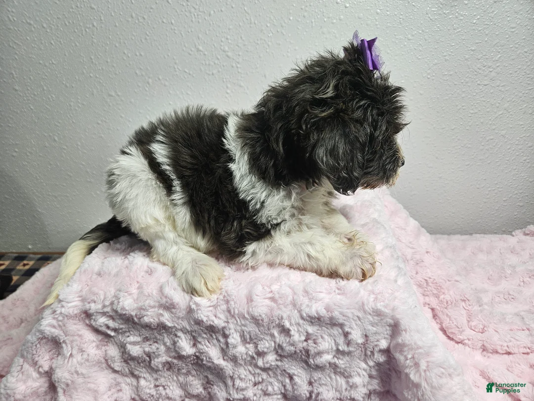 Goldendoodle dogs for sale: Kari - Ad 3