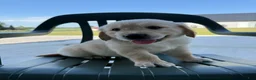 Golden Retriever dogs for sale: Grady - Ad 29