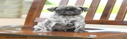 Pug dogs for sale: Freddie - Ad 4