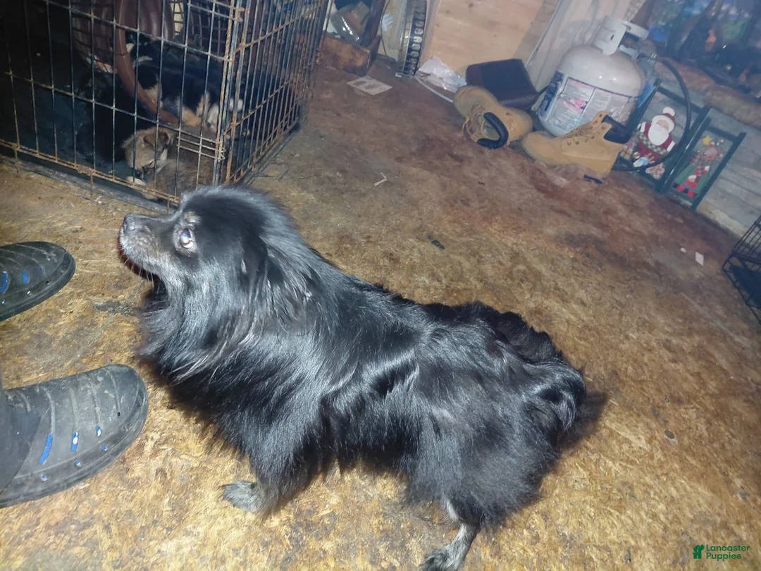 Mixed Breed dogs for sale: Big Sam Adams  - Ad 8