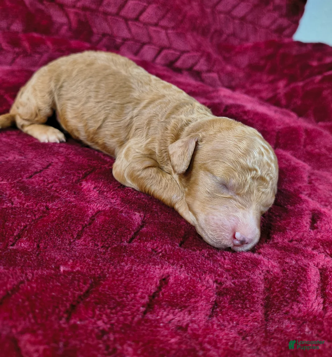 Mini Goldendoodle dogs for sale: Copper  - Ad 1