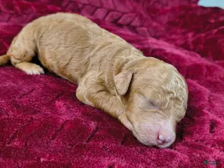 Mini Goldendoodle dogs Copper - Ad 9