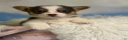 Welsh Corgi Pembroke dogs for sale: ACA Dixie natural bobtail Bluie fluffy carrier triple clear - Ad 4