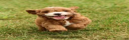 Cavapoo dogs for sale: Parker - Ad 7