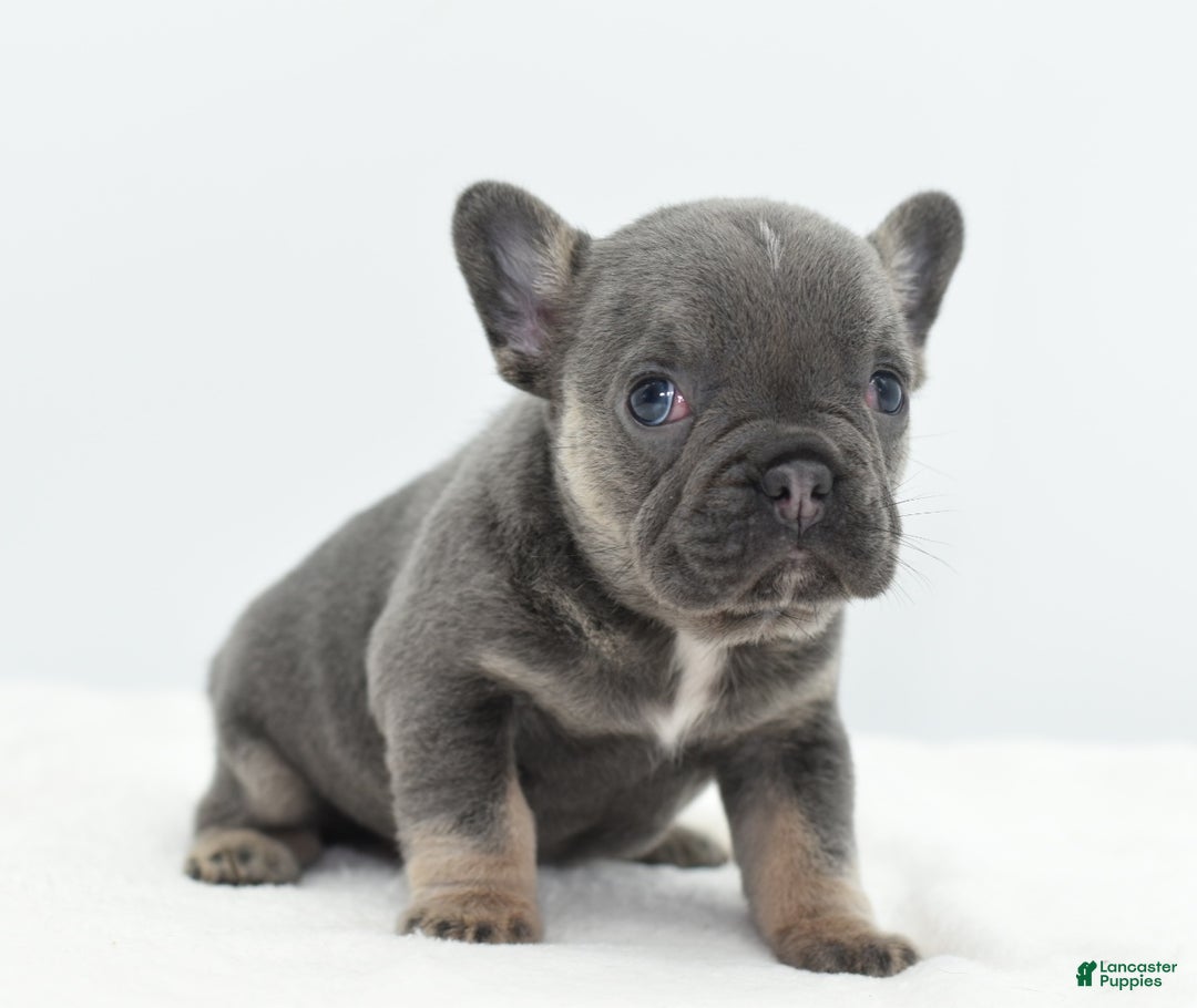 Mixed Breed dogs for sale: Queen lilac tricolor  - Ad 6