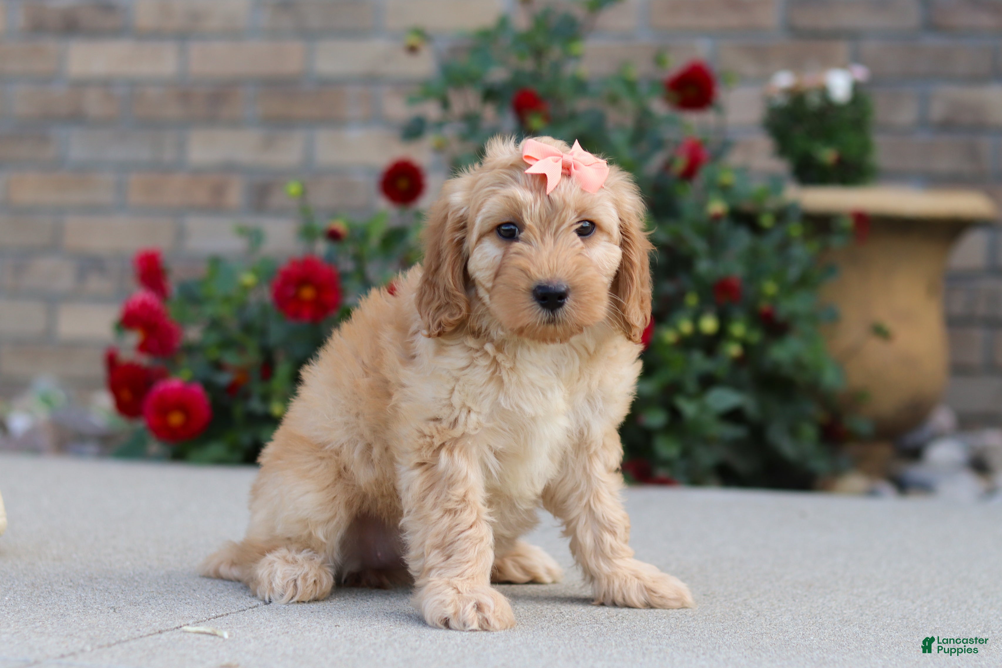 Miniature Labradoodle dogs for sale: Jade - Ad 2