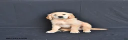Golden Retriever dogs for sale: Jem  - Ad 4