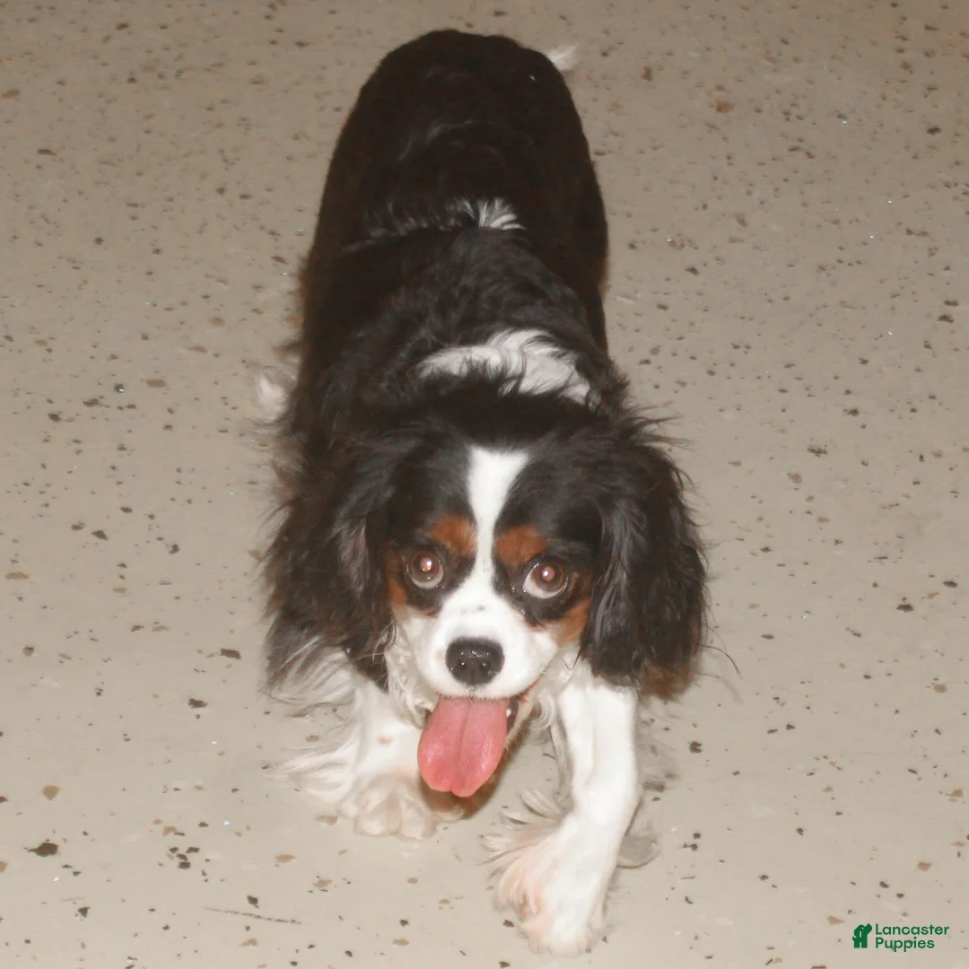Cavalier King Charles Spaniel dogs for sale: Congo - Ad 12
